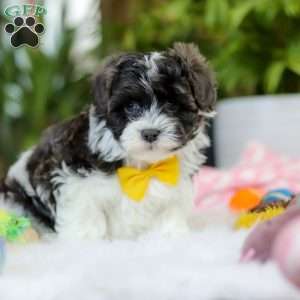 Toby, Maltipoo Puppy